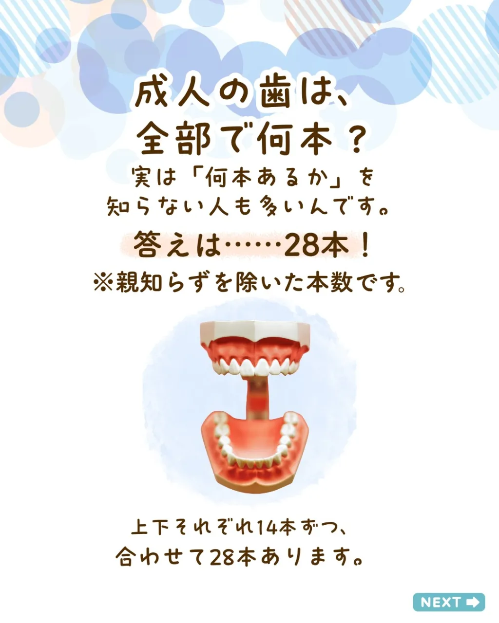 🦷 大人の歯、全部で何本あるか知っていますか？